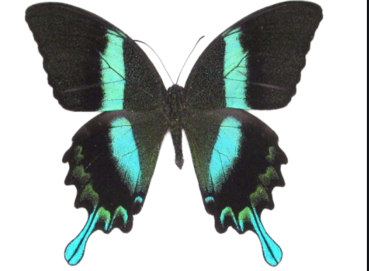 Peacock Swallowtail Butterfly Top Wing Earrings