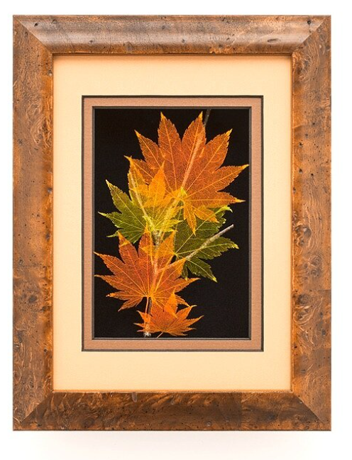 ビリヤード maple leaf Japanese Maple Leaves 5 x 7 | Leaf Lines Studio | MyAmericanCrafts