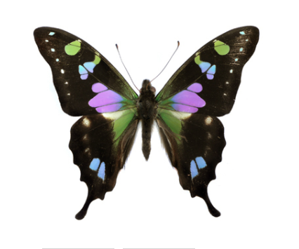Purple Swallowtail Butterfly Top Wing Pendant