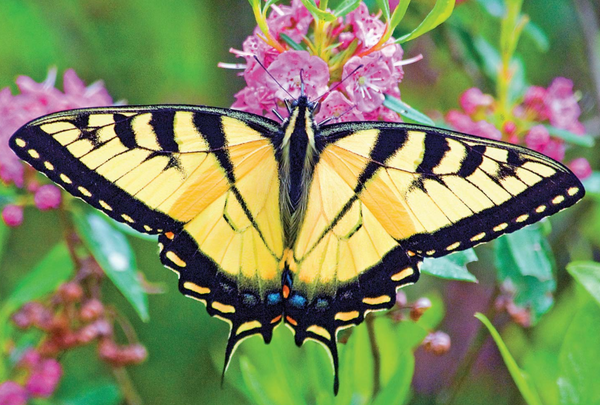 Tiger Swallowtail Butterfly Top Wing Earrings