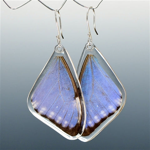 Blue Morpho Adonis Butterfly Top Wing Earrings