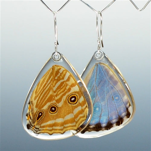 Blue Morpho Adonis Butterfly Earrings