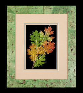 Black Oak Leaves