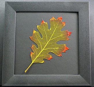 Etched Leaf Coasters